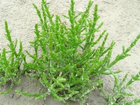 Queller, Salicornia europaea