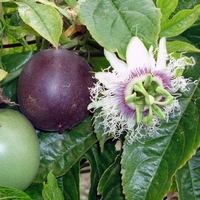 Passiflora edulis purple geant