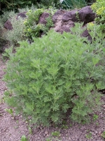 Artemisia abrotanum cola - Kulinarisch