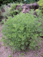 Artemisia abrotanum coca cola