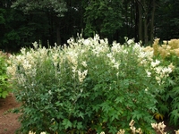 Meadowsweet - Filipendula ulmaria