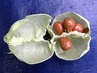 Staphylea pinnata-Noix de pimper-Feuilles et noix comestible
