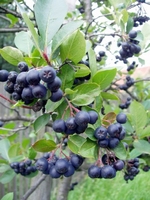 Aronia melanocarpa