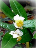Tea bush -  Camellia sinensis