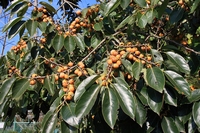 Persimmon - Diospyros Lotus