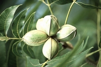 Pecan nuss baum -  Carya illinoinensis - Essbare früchte