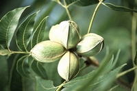 Pecan nut tree -  Carya illinoinensis