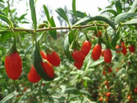 Goji Berry Itallo