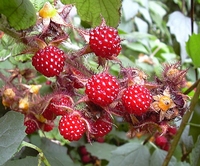 Wineberry - Rubus phoenicolasius