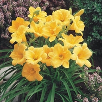 Taglilie - Essbare Hemerocallis hybride Stella d'Oro