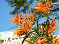 Leonotis leonorus  Alternative au tabac