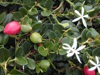 Carissa grandiflora  Prune comestible de Natal