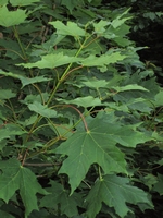 Sugar maple - Acer saccharum