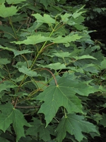 Suikeresdoorn - Acer saccharum