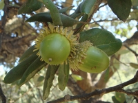 Korkeiche - Quercus suber