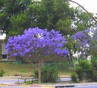 Jacaranda mimosifolia