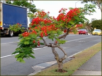 Delonix Regia