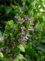 Patchouli, Pogostemon cablin