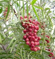 Schinus molle   Kalifornischer Pfefferbaum
