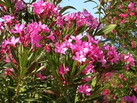 Oleander rote blume