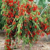 Callistemon vinimalis - retombant