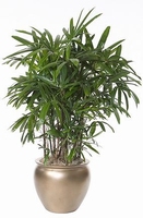 Air purifying room palm - Rhapis exelsa