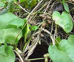 Madeira vine - Anredera cordifolia -