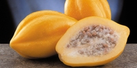 Papaya Pubescens Serena  nNon auto-pollinisatrice