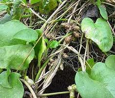 Anredera cordifolia - Madeira vine - Kulinarisch