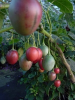 Tamarillo Hybride Comestible  Cyphomandra betacea