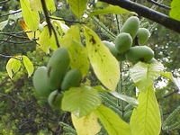 Papau - Asimina triloba - Essbare früchte