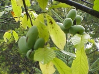 Papau - Asimina triloba