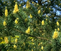 Pinus Sylvestris - Thé aux aiguilles de pin