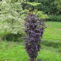 Zwarte Zuilvlier - Sambucus Nigra Black Tower