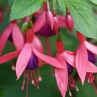 Fuchsia Bernisser hardy baies comestibles