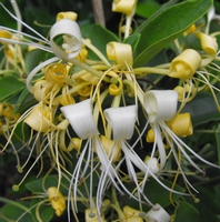 Lonicera japonica 'Halliana'  Chèvrefeuille japonais