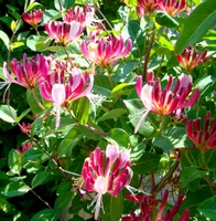 Lonicera red  Chèvrefeuille rouge