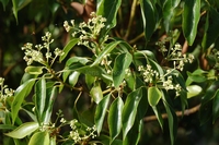 Cinnamomum camphora  Camphrier