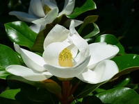 Magnolia grandiflora   Große Blüten den ganzen Sommer lang