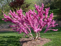 Cercis Chinensis  Chinese Judas tree