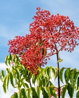 Tetradium daniellii  - Bee tree
