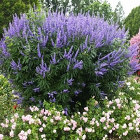 Vitex agnus castus - Zieht smetterlinge an - Medizinisch