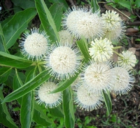 Cephalanthus occidentalis-Knopfbusch-Zieht smetterlinge an