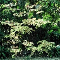 Toona sinensis - Arbre à soupe à l'oignon