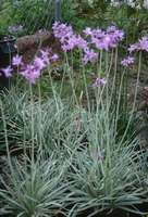 Tulbachia violacea silver lace   Knoblauchgeschmack