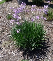 Tulbachia violacea   Saveur d'ail