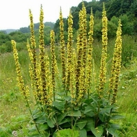 Agrimonia eupatoria - Culinaire - Médicinale