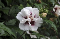 Tee-Hibiskus Speciosus