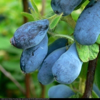 Lonicera caerulea Sinoglaska - Essbare früchte