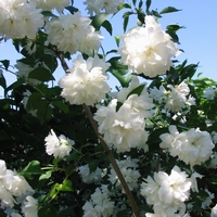 Philadelphus schneesturm   Sehr stark duftender Jasmin